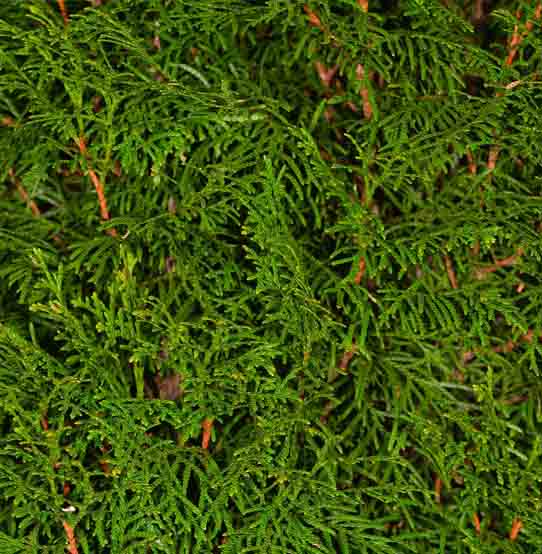 Garden waste removal